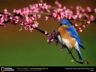 Blue bird branch pink flowers - dick bickenbach free wallpaper for desktop