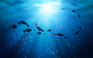 Group fish swimming ocean sunlight - bubble free wallpaper for desktop