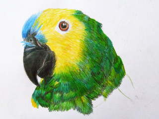 Parrot blue yellow head black - a black beak free wallpaper