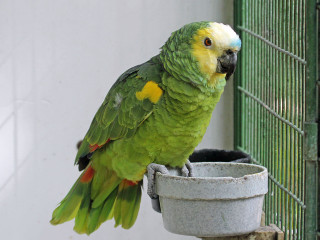 Green yellow parrot perched birdfeeder - caged free wallpaper