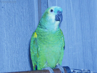 Green parrot perched branch wall - a green parrot free wallpaper