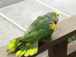 Green yellow parrot wooden bench - a wooden bench next free wallpaper