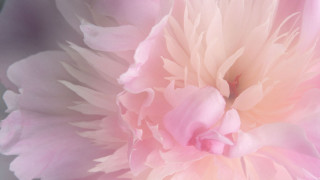 Pink flower closeup blurry background 17 - the center free wallpaper for desktop