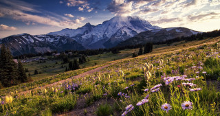 Mountain range trail wildflowers cloudy - wildflower free wallpaper