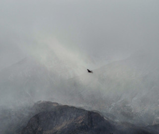 Bird flying mountain fog misty - over the mountain free wallpaper