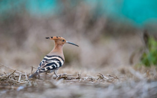 Bird long beak dry grass - a long beak free wallpaper
