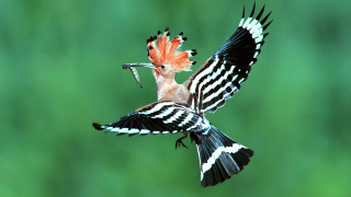 Redhead bird flying openbeak spreadwings - free bird wallpaper