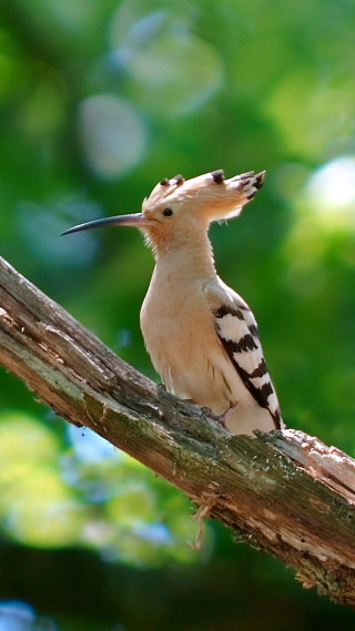 Bird sitting branch mouth open - free animals wallpaper for mobile