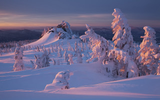 Snowy mountain trees sunset dawn 3 - dawn free wallpaper