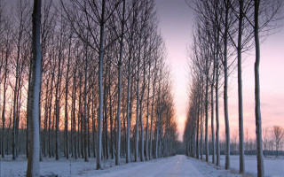 Road trees snow sunset dawn - eric deschamps free wallpaper