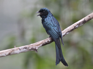 Small bird branch mouth open 2 - tongue free wallpaper