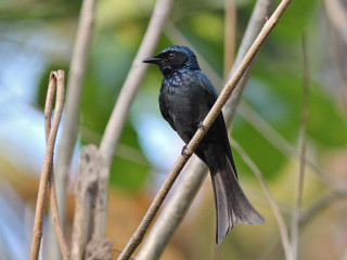 Black bird branch tree leaves - a black bird free wallpaper for desktop