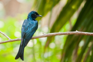 Blue bird sitting branch forest - green foliage free wallpaper