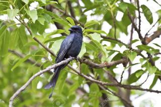 Bird branch tree leaves background - anne nasmyth free wallpaper