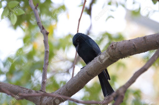 Black bird tree branch leaves - a black bird free wallpaper
