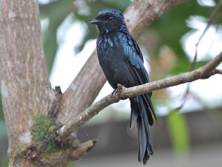 Black bird tree branch blurry - a black bird free wallpaper