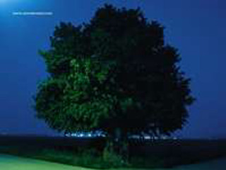 Tree field full moon blue - photography free wallpaper