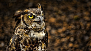 Owl yellow eyes brown spots - dirt free wallpaper