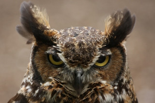 Owl closeup yellow eyes black 3 - a black nose free wallpaper