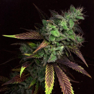 Close up plant green leaves - a close up of a plant free wallpaper for tablet