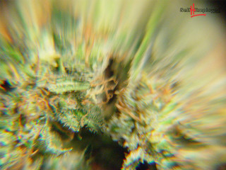 Blurry plant green leaves red - macro len free wallpaper for desktop