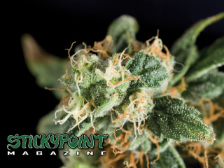 Close up plant stickpoint magazine - a close up of a plant free wallpaper