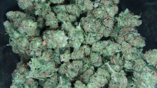 Green plants black container black - high definition free wallpaper for desktop