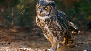 Large owl dirt field forest 2 - a large owl free wallpaper