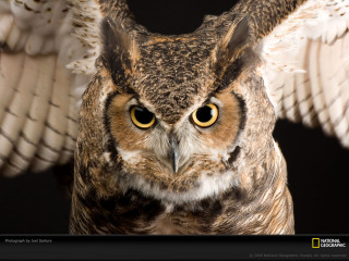 Large owl yellow eyes wings - a large owl free wallpaper for desktop