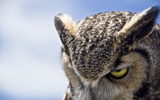 Owl yellow eyes looking camera - sharp focus free wallpaper