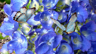 Blue flowers butterflies stars sky - the sky above them free wallpaper