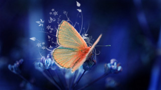 Butterfly flower blue background white - blue background free wallpaper