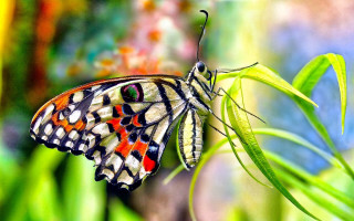 Butterfly multicolored wings plant bokeh - a blurry background of flowers free wallpaper for desktop