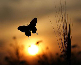 Butterfly flying field sunset silhouette - a butterfly free wallpaper for desktop