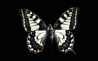 Butterfly black white red spot - liminal free wallpaper
