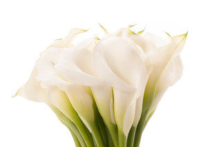 White flower vase white background - art deco free wallpaper