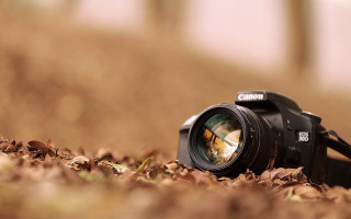 Camera leaves ground lens nature 4 - a len free wallpaper