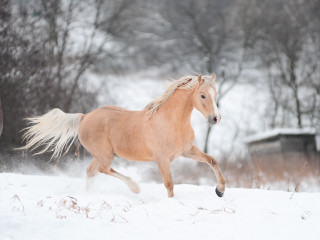 Horse running snow field trees - a horse free wallpaper