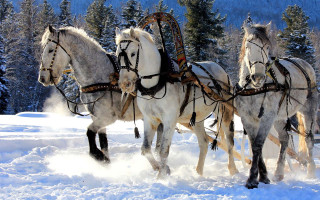 Horses sleigh snow forest trees - in a forest free wallpaper