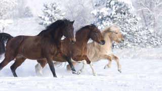 Three horses running snow field - three horse free wallpaper