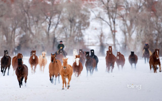 Horses running snow field man - a snow free wallpaper for desktop