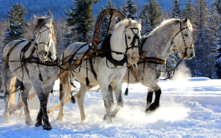 Horses sleigh snow forest trees 2 - a sleigh free wallpaper for desktop