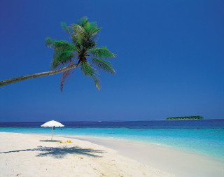 Palm tree beach blue sky 34 - carl critchlow free wallpaper for desktop