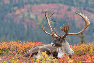 Deer laying flowers trees antlers - a field of flowers and trees free wallpaper