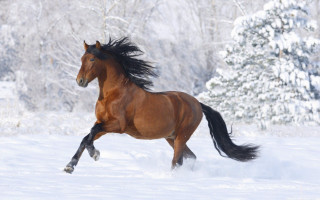 Horse running snow field trees 2 - a pine tree free wallpaper