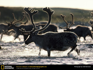 Deer herd crossing river forest - a river next free wallpaper