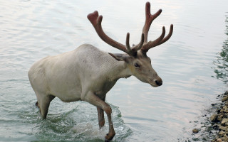 White deer antlers wading water - ecological art free wallpaper