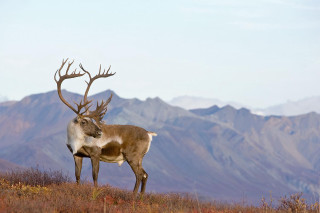 Deer hillside mountains sky grass - hillside next free wallpaper