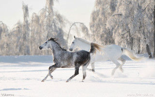 Horses running snow trees background - the ground and trees free wallpaper