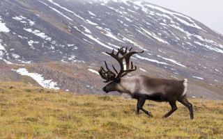 Elk grass field snowy mountains - field next free wallpaper
